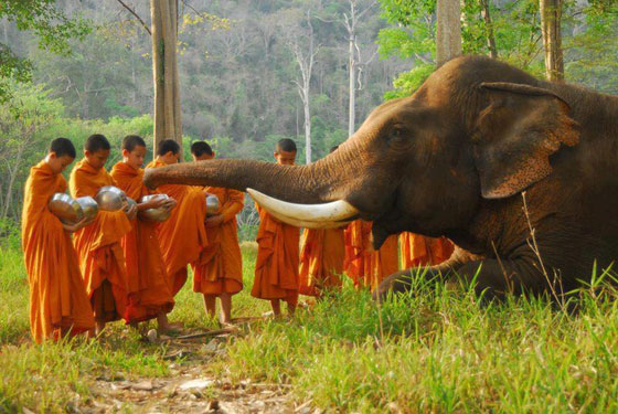 sri-lanka-elephant-monks
