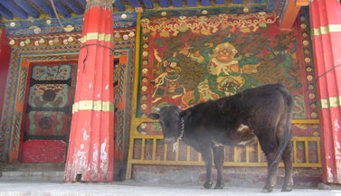 tibet-nechung-gompa-carmen-mensink