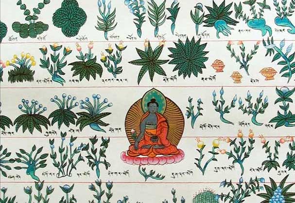 tibetan-medicine-healing-plants-herbs