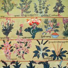 tibetan-medicine-healing-plants