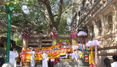bodhi-tree-bodhgaya