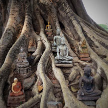 buddhas-in-tree-sukhothai