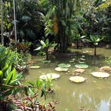 buddhist-orchid-garden-singapore