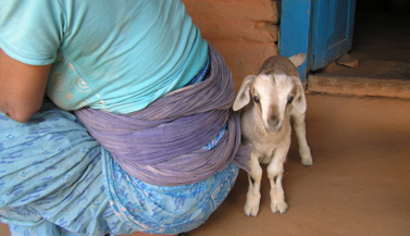 goat-small-village-nepal