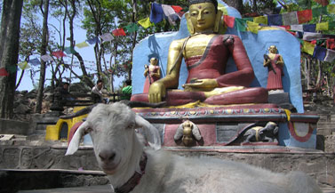 goat-with-buddha-swayambhu