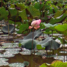 lotus-flower-in-water-pond