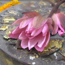 lotus-flower-offering-bodhgaya