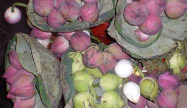 lotus-flower-offering