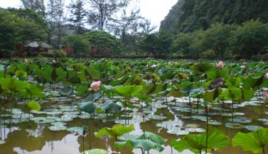 lotus-pond-temple-malaysia