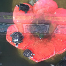lucky-turtles-in-temple-pond
