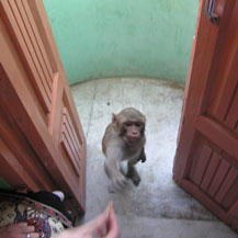 monkey-in-india