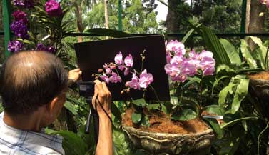 orchid-garden-singapore
