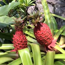 pineapple-botanical-garden-singapore
