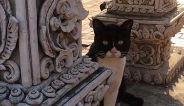 thai-temple-protector-cat