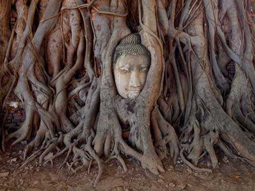 ayutthaya-buddha-face-in-tree