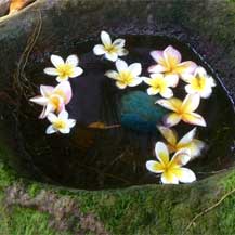 balinese-flowers