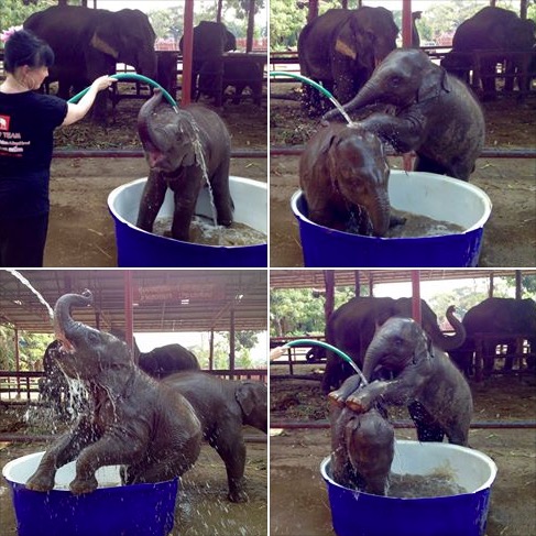 bathing-young-elephants