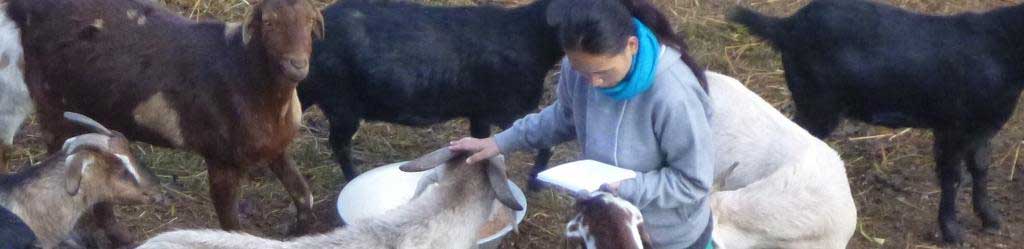animals-buddhist-prayers-mantras