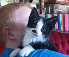 buddhist-animal-care-cat
