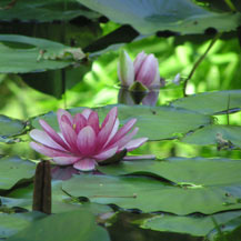 inspiration-lotus-flowers