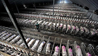 intensive-farming-cruelty