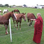 lzr-blessing-horses-with-mantra