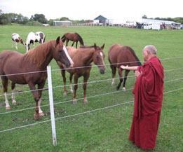 lzr-blessing-horses-with-mantra