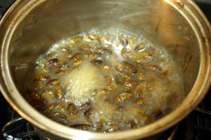 silkworms-boiled-alive
