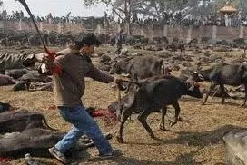 animal-sacrifice-nepal