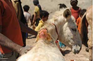 working-animals-nepal-project