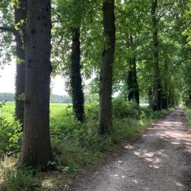 Wandelen op de Veluwe na de lunch